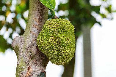 《死亡搁浅2》玩家可在不战斗的情况下通关BOSS战